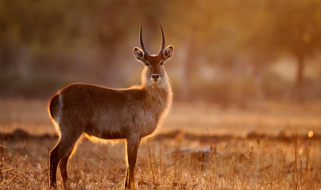 10 Essential Photography Tips for Your Safari - Master Natural Light on Safari