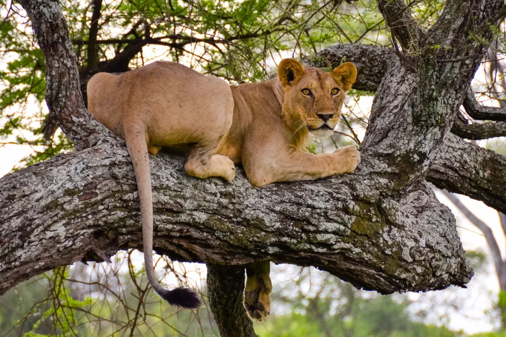 12-Day Epic Safari & Island Dream: Uganda, Serengeti & Zanzibar