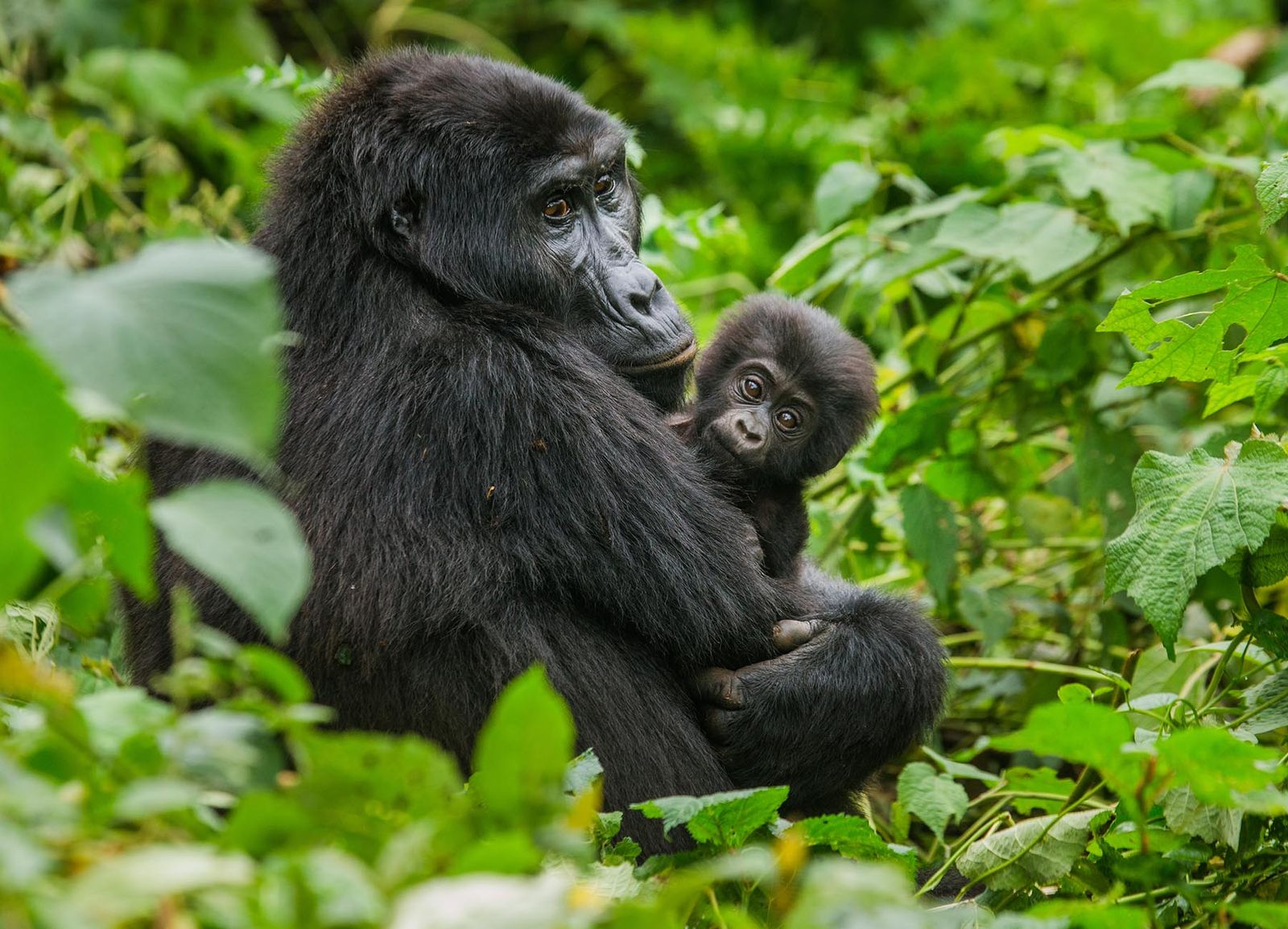 7-Day Wild Wonders: Uganda & Kenya Safari