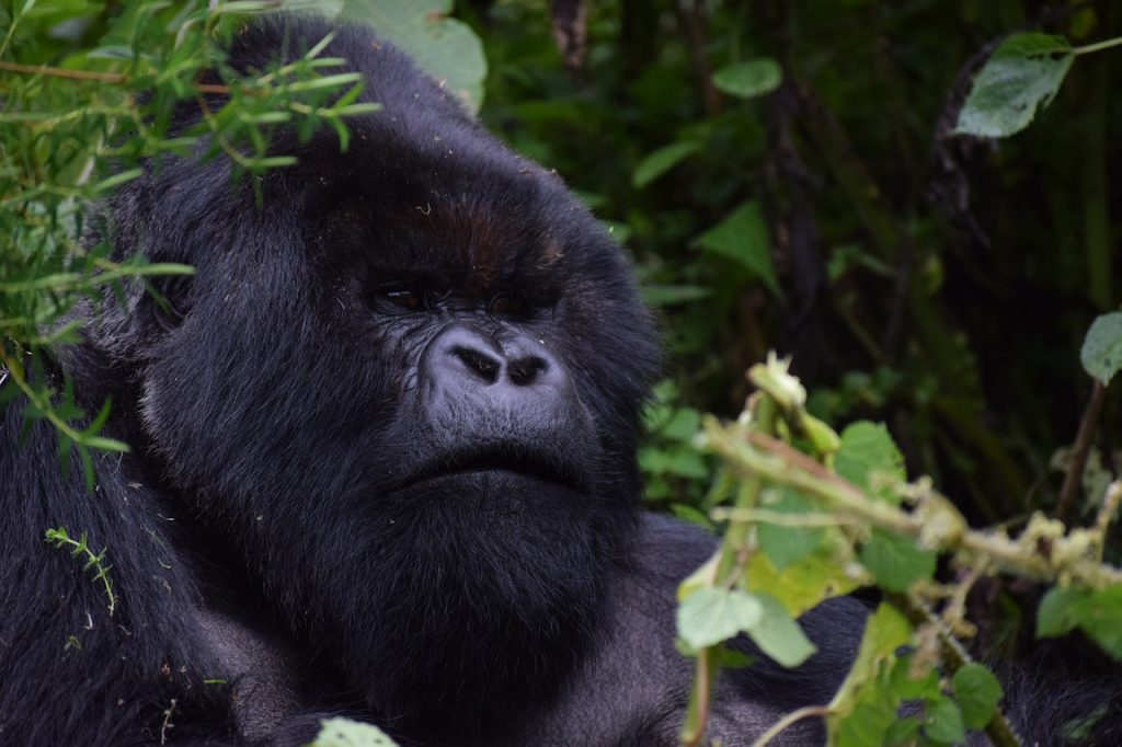 7-Day Wildlife Blitz: Rwanda’s Gorillas & Kenya’s Big Five