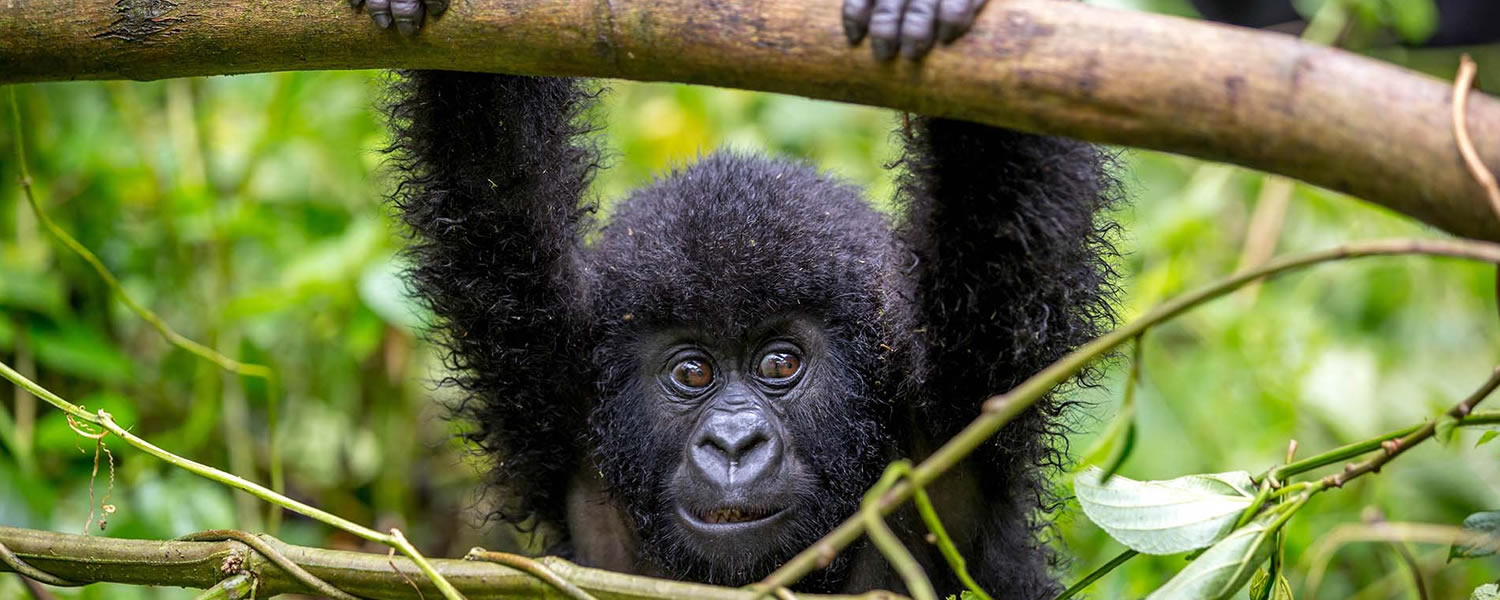 9-Day Wild Escape: Rwanda Gorillas, Serengeti Thrills & Zanzibar Bliss