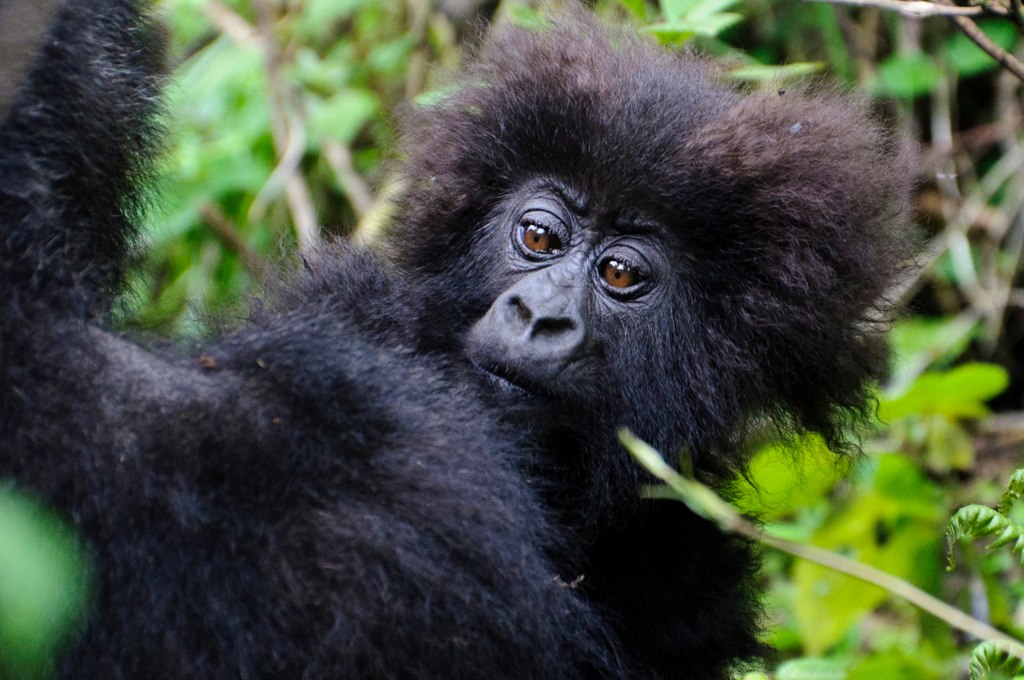 Baby Gorilla in Rwanda