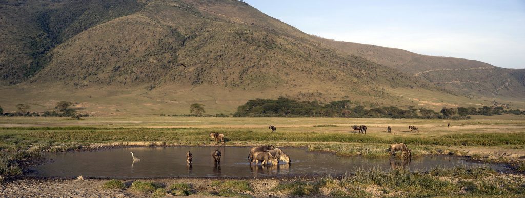Ngorongoro Crater, Gnus - Tanzania