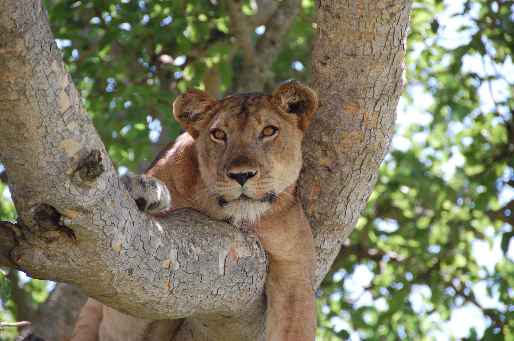 African Journeys – Premium Safaris in Uganda, Kenya & Tanzania