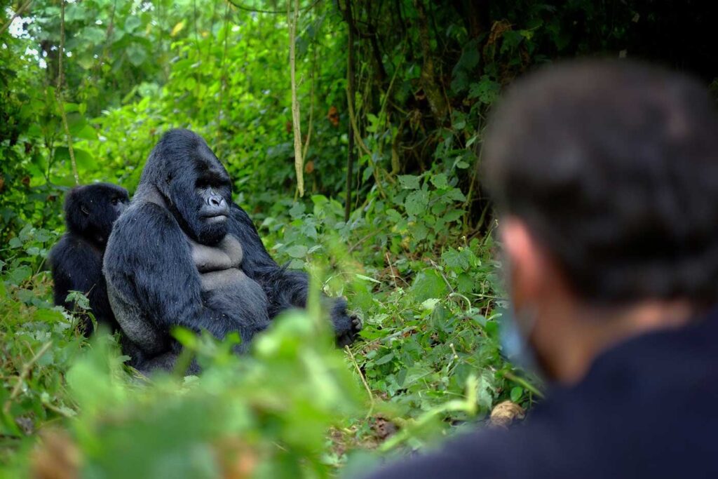 the gorilla trekking experience in bwindi impenetrable national park