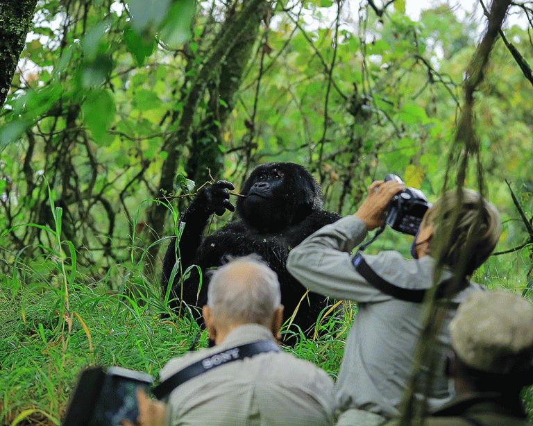 10 Essential Photography Tips for Gorilla Trekking