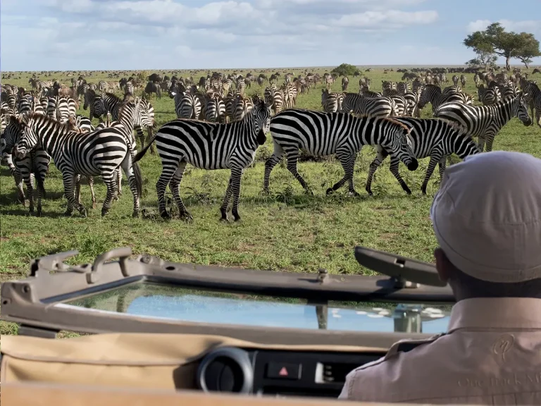 How Your Safari Supports Wildlife Conservation
