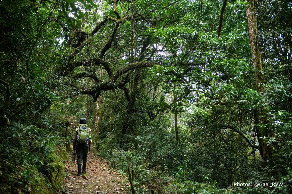 Nyungwe Forest National Park