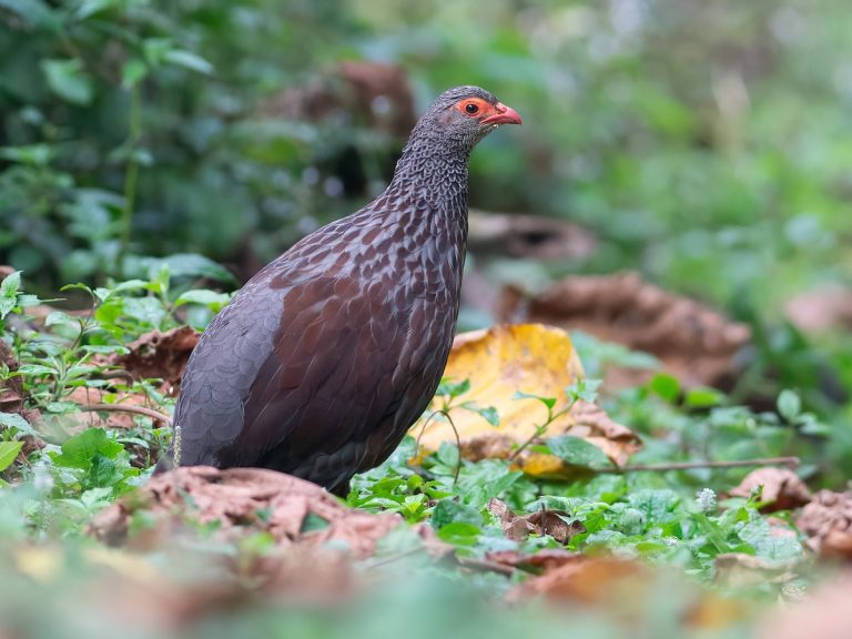 Top 10 Birds to Spot in Bwindi Impenetrable Forest