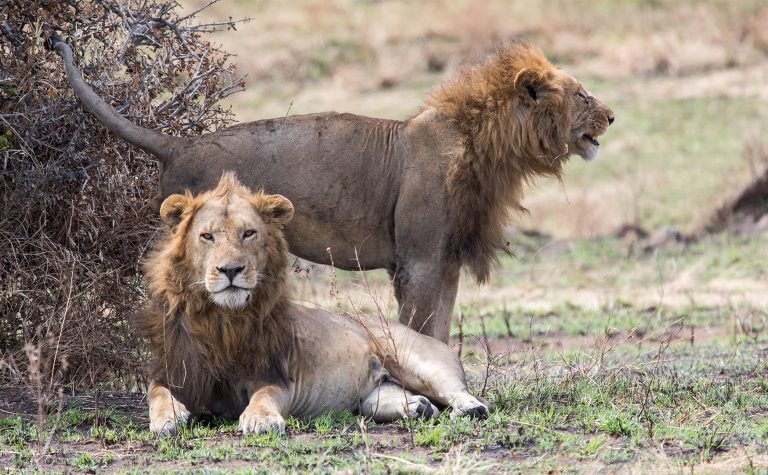 East Africa: Designing an Experience-First Safari Itinerary