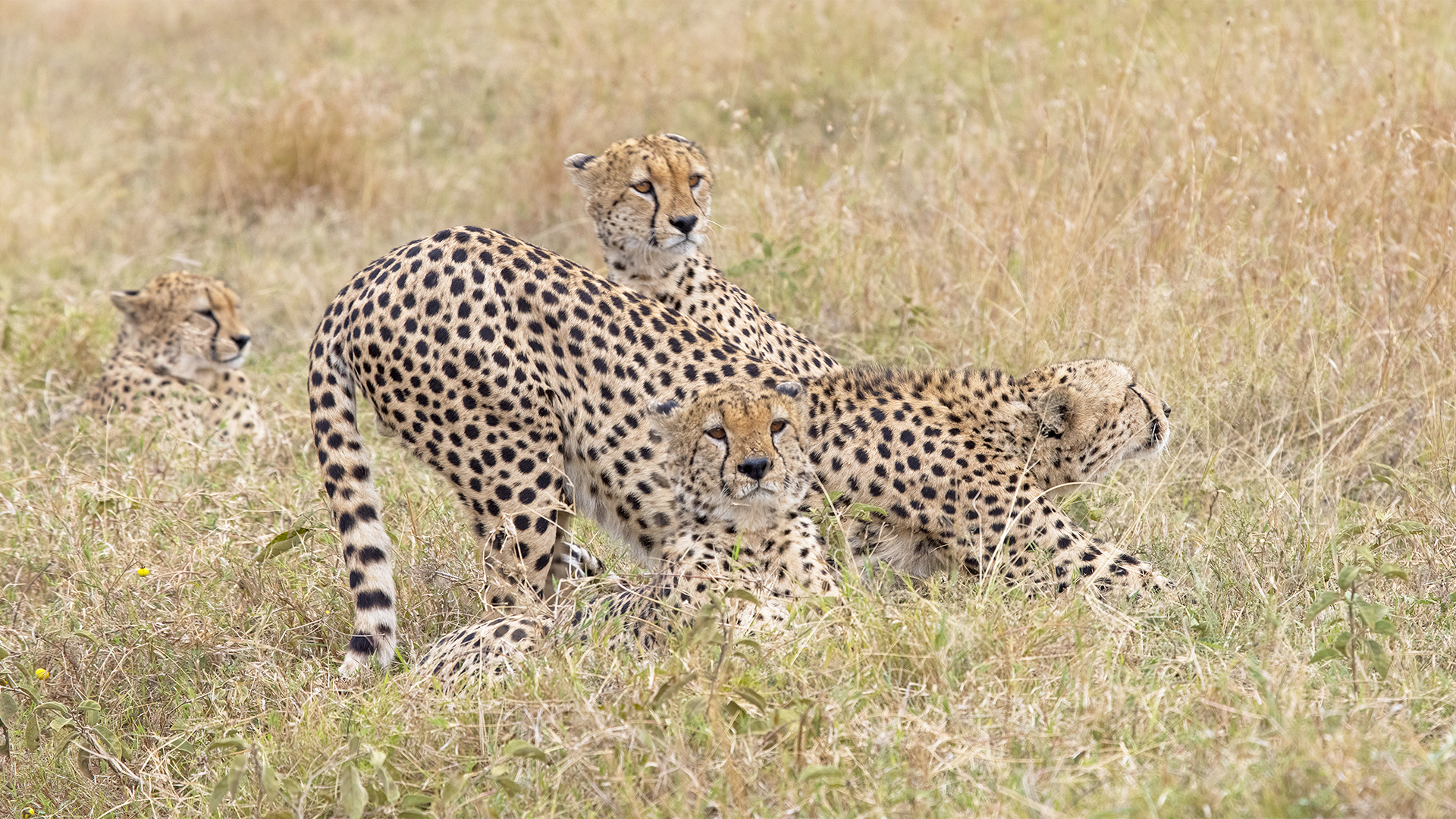 East Africa: How to Build a Signature Safari Without Wasting Budget – Local Expert Insights 2026