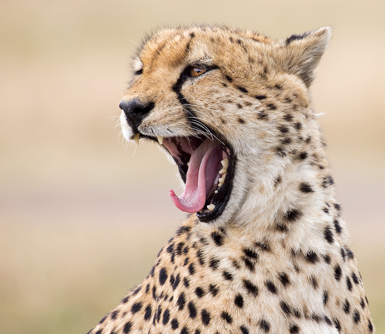 East Africa: How to Build a Signature Safari Without Wasting Budget